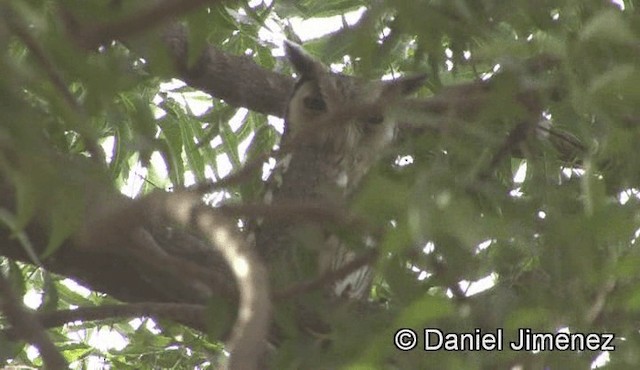 Northern White-faced Owl - ML201944741