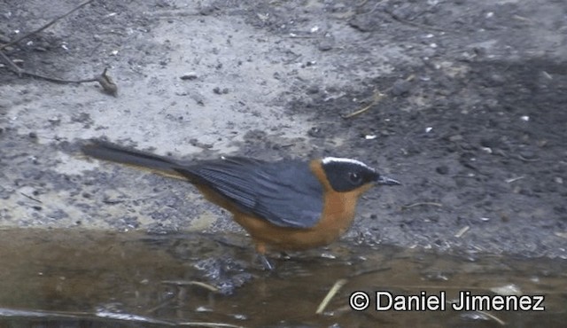 Snowy-crowned Robin-Chat - ML201944761
