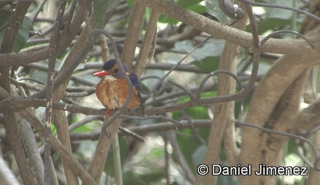 African Pygmy Kingfisher - ML201944791