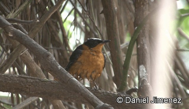 Snowy-crowned Robin-Chat - ML201944881