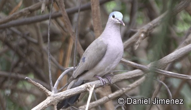 Blue-spotted Wood-Dove - ML201944951
