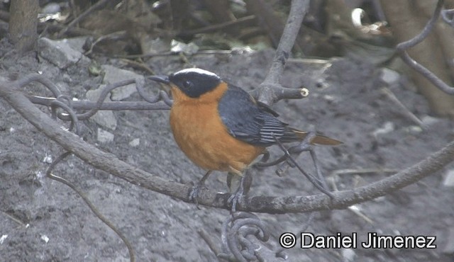 Snowy-crowned Robin-Chat - ML201944991