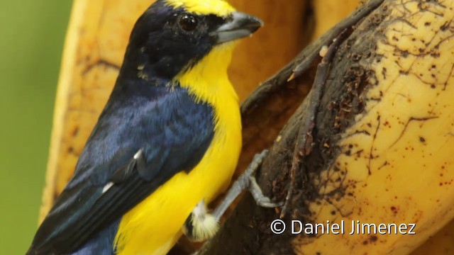 Thick-billed Euphonia (Black-tailed) - ML201945091