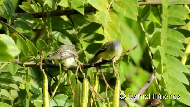  - Yellow-crowned Tyrannulet
