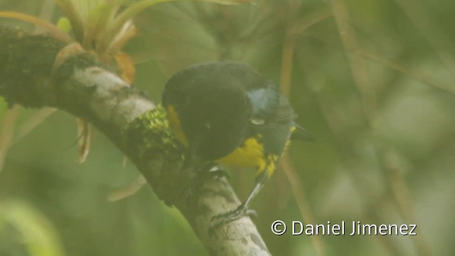 Black-and-gold Tanager - ML201945121