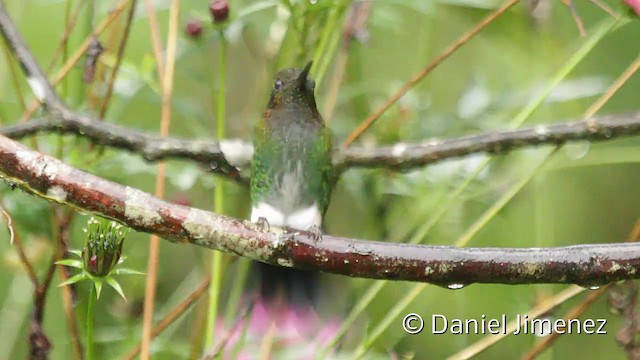 kolibřík zelenkavý - ML201945241