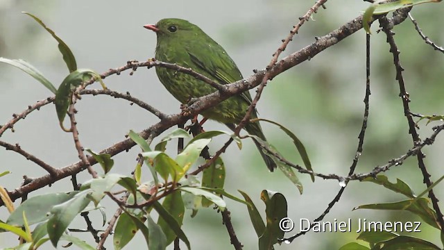 Green-and-black Fruiteater (Green-and-black) - ML201945271