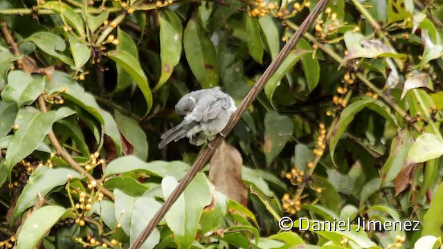 Gray Seedeater - ML201945291