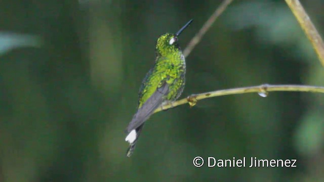 kolibřík skvrnoocasý - ML201945321