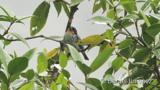 Rufous-throated Tanager - ML201945361