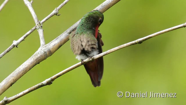 Rufous-tailed Hummingbird (Rufous-tailed) - ML201945391