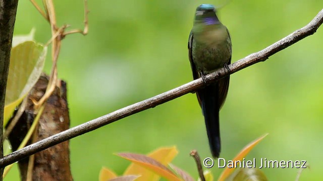 ムラサキフタオハチドリ - eBird