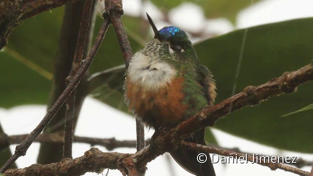 Violet-tailed Sylph - ML201945501