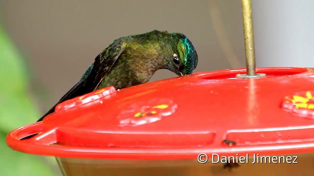 Violet-tailed Sylph - ML201945511