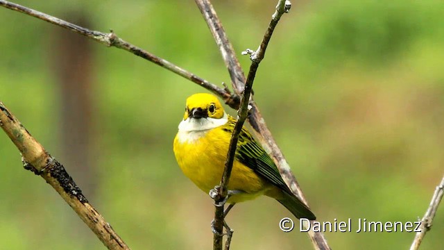 Silver-throated Tanager - ML201945531