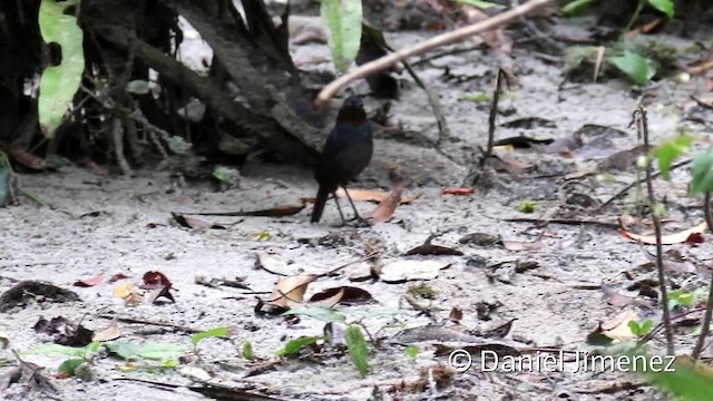  - Great Shortwing (Great)