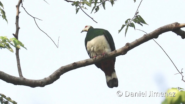 White-bellied Imperial-Pigeon - ML201945641
