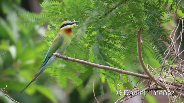Blue-tailed Bee-eater - ML201945661