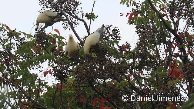  - Silver-tipped Imperial-Pigeon