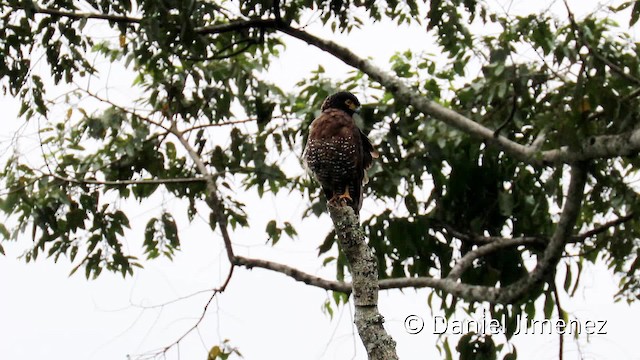 Sulawesi Serpent-Eagle - ML201945761