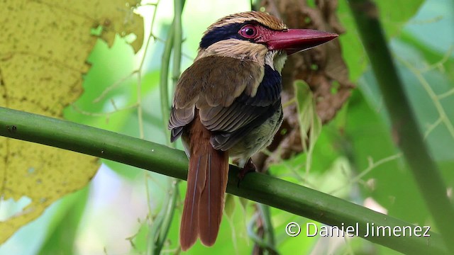 Sulawesi Lilac Kingfisher - ML201945821