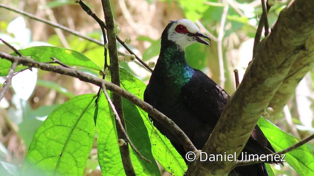 White-faced Cuckoo-Dove - ML201945831