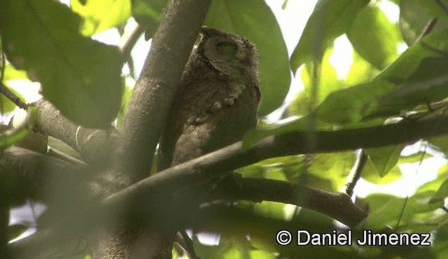 African Scops-Owl (African) - ML201946031