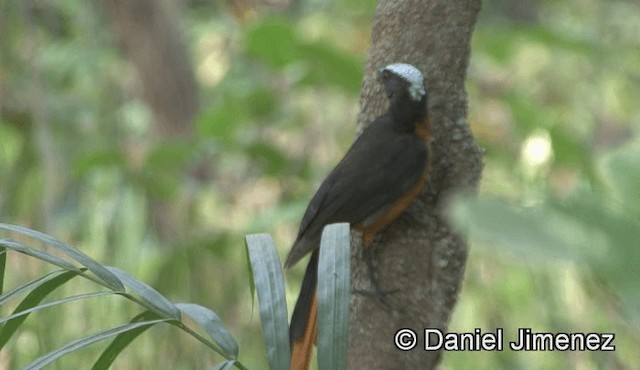 White-crowned Robin-Chat - ML201946071