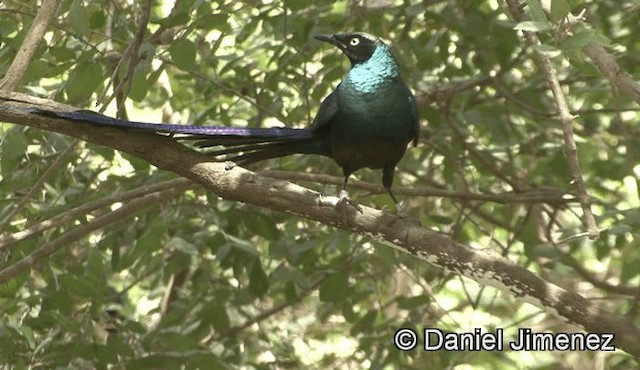 Long-tailed Glossy Starling - ML201946211