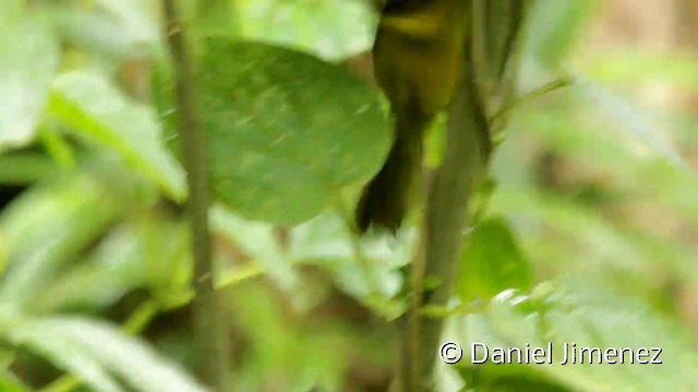 Black-crested Warbler - ML201946611