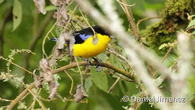 Blue-winged Mountain Tanager (Blue-winged) - ML201946691