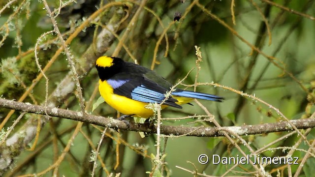 Blue-winged Mountain Tanager (Blue-winged) - ML201946701