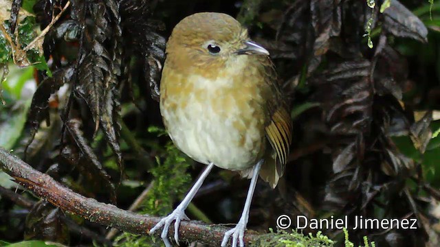 Brown-banded Antpitta - ML201946751