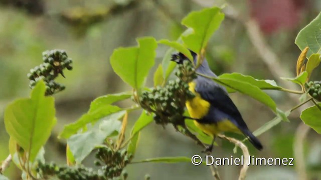 Hooded Mountain Tanager - ML201946871