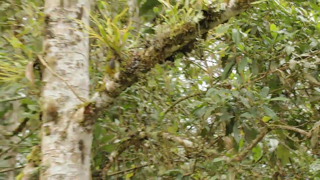 Gray-hooded Bush Tanager (rubrirostris) - ML201946891
