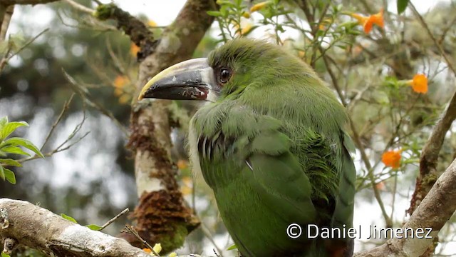 Southern Emerald-Toucanet (Gray-throated) - ML201946991