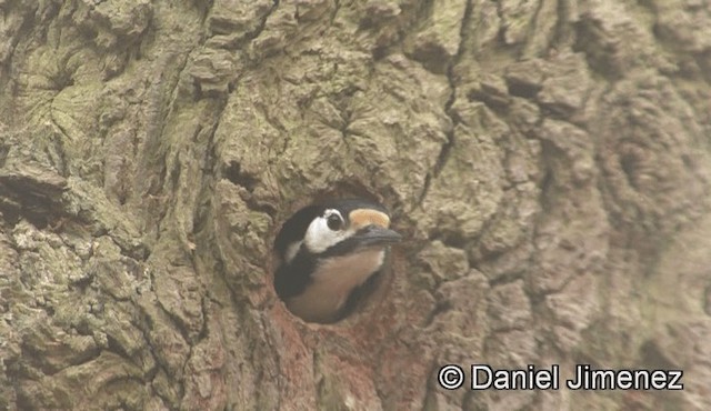Great Spotted Woodpecker (Great Spotted) - ML201947301