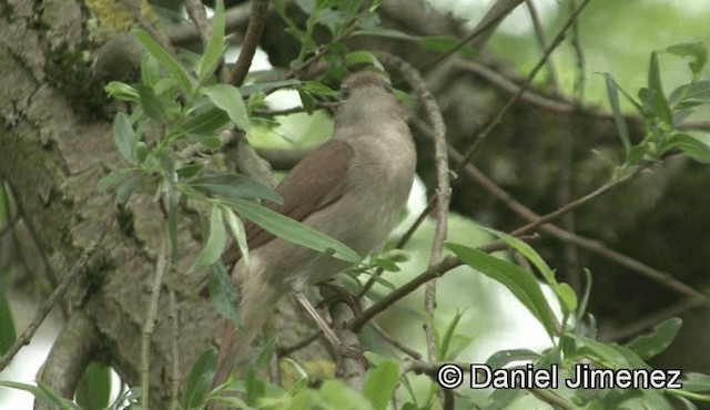 Common Nightingale (megarhynchos/africana) - ML201947461