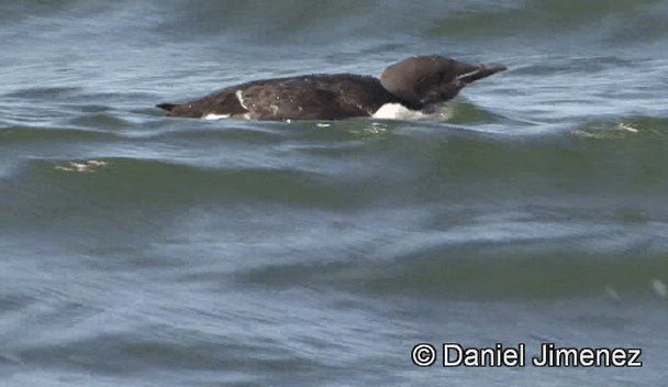 Thick-billed Murre - ML201947671