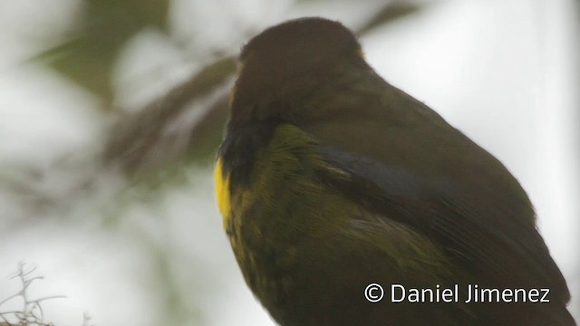 Gold-ringed Tanager - ML201948021