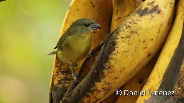 Thick-billed Euphonia (Black-tailed) - ML201948161