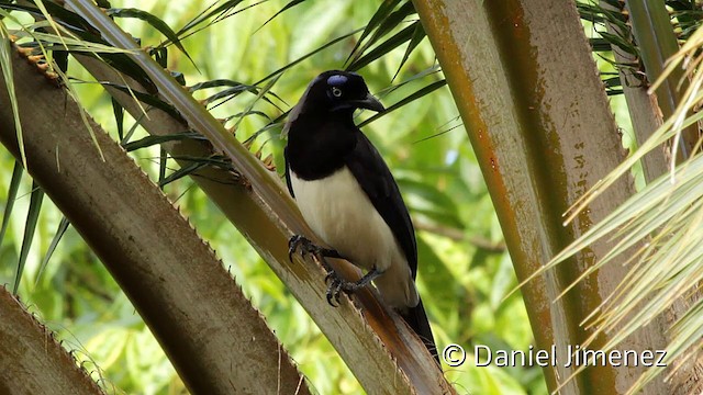Black-chested Jay - ML201948211