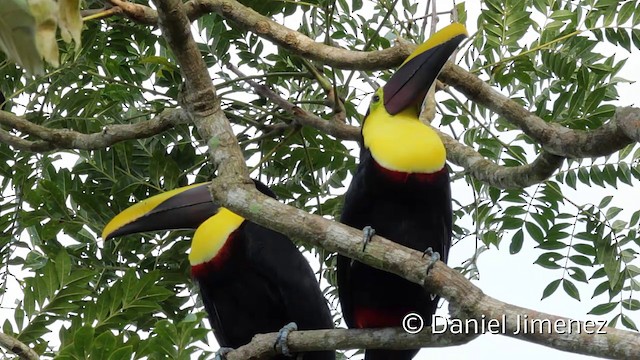 Yellow-throated Toucan (Chestnut-mandibled) - ML201948261