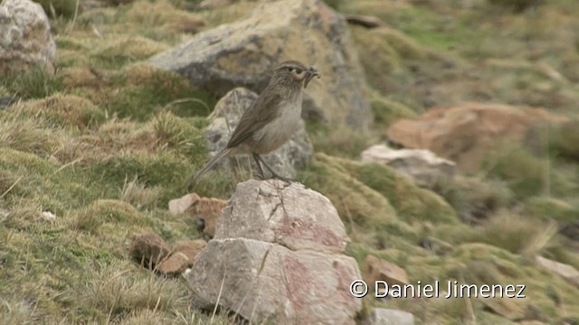  - Streak-throated Canastero