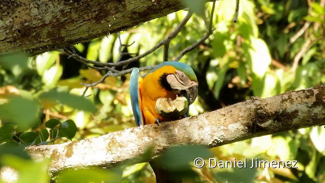 Blue-and-yellow Macaw - ML201949031