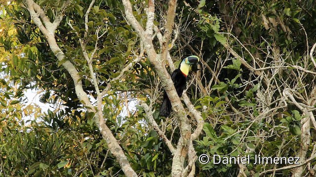 Channel-billed Toucan (Citron-throated) - ML201949051