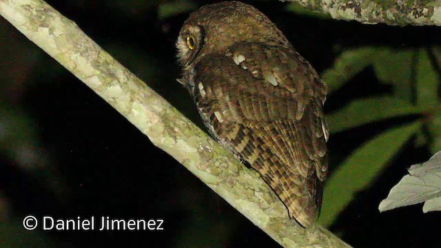 Tropical Screech-Owl - ML201949101
