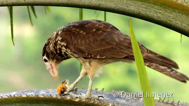  - Yellow-headed Caracara