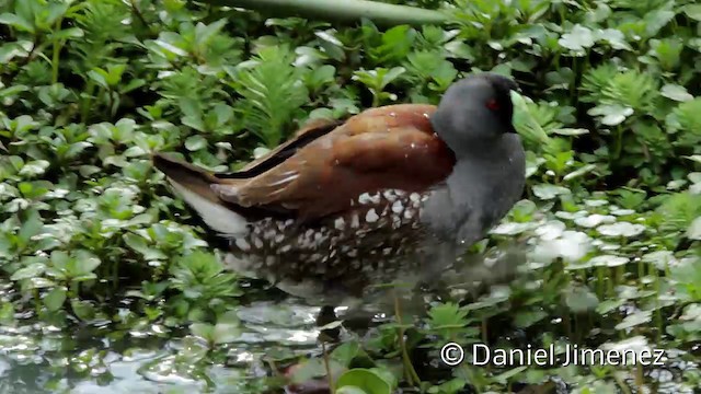  - Spot-flanked Gallinule