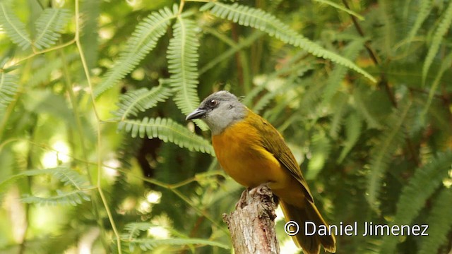 Gray-headed Tanager (Gray-crested) - ML201949231